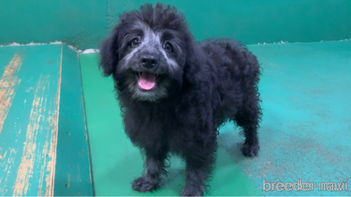 成約済の東京都のミックス犬-313005の22枚目