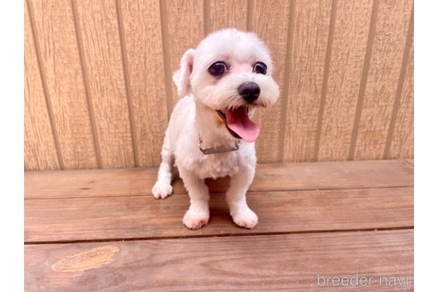 バニーちゃん1枚目