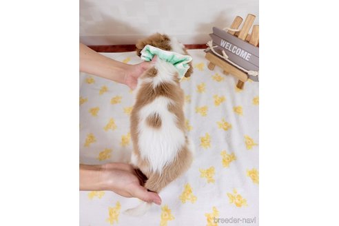 成約済の埼玉県のキャバリアキングチャールズスパニエル-318730の4枚目