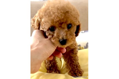 成約済の奈良県のティーカッププードル-324279の6枚目