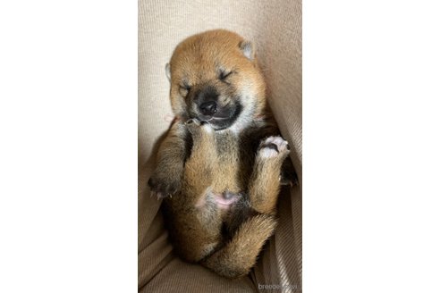 成約済の熊本県の柴犬-323900の13枚目