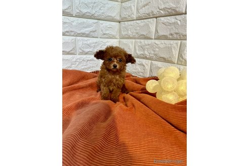 成約済の茨城県のトイプードル-324491の4枚目