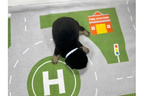成約済の愛知県の豆柴-324496の9枚目