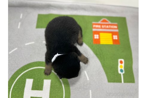 成約済の愛知県の豆柴-324497の10枚目