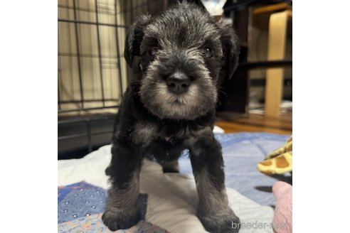 成約済の岡山県のミニチュアシュナウザー-322508の12枚目