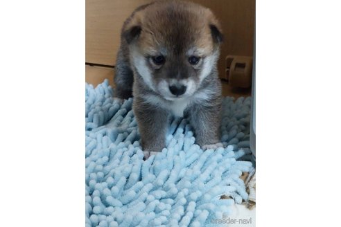 成約済の高知県の豆柴-322704の11枚目