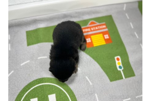 成約済の愛知県の豆柴-324533の3枚目