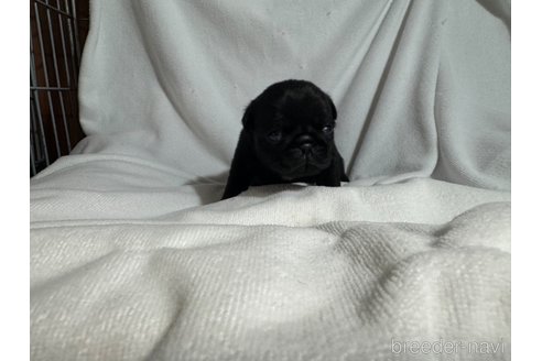 成約済の岐阜県のパグ-322000の3枚目