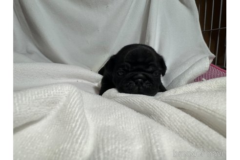 成約済の岐阜県のパグ-324548の17枚目