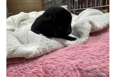 成約済の岐阜県のパグ-324548の16枚目
