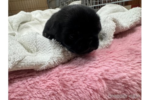 成約済の岐阜県のパグ-324548の14枚目