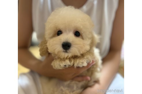 成約済の宮崎県のトイプードル-317779の4枚目