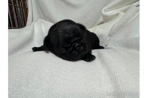 成約済の岐阜県のパグ-324551の6枚目