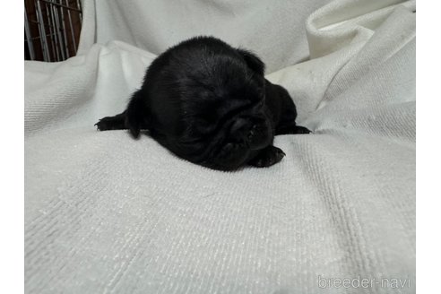 成約済の岐阜県のパグ-324551の7枚目