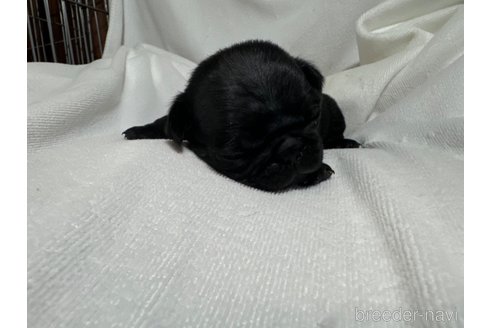 成約済の岐阜県のパグ-324551の11枚目