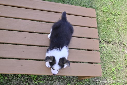 成約済の千葉県のウェルシュコーギーペンブローク-324553の2枚目