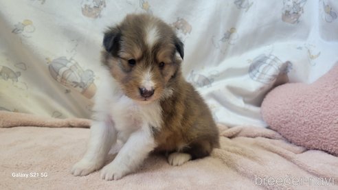 成約済の香川県のシェットランドシープドッグ(シェルティ)-324571の15枚目