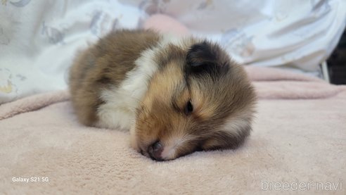 成約済の香川県のシェットランドシープドッグ(シェルティ)-324571の12枚目