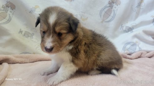 成約済の香川県のシェットランドシープドッグ(シェルティ)-324571の7枚目