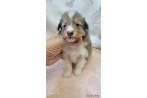 成約済の香川県のシェットランドシープドッグ(シェルティ)-324571の3枚目