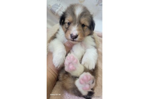 成約済の香川県のシェットランドシープドッグ(シェルティ)-324571の2枚目