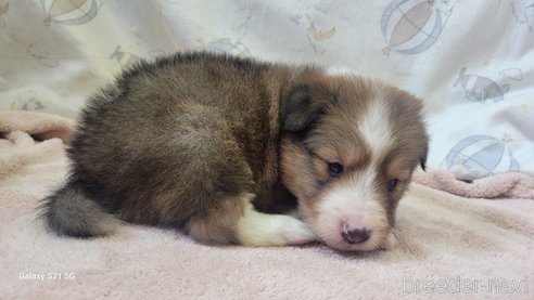 成約済の香川県のシェットランドシープドッグ(シェルティ)-324583の9枚目