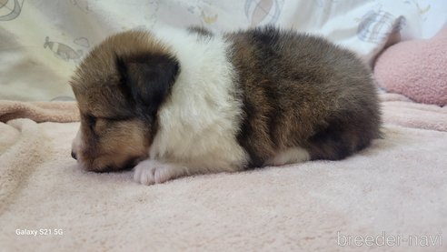 成約済の香川県のシェットランドシープドッグ(シェルティ)-324583の12枚目