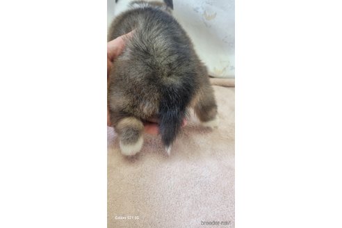 成約済の香川県のシェットランドシープドッグ(シェルティ)-324583の6枚目