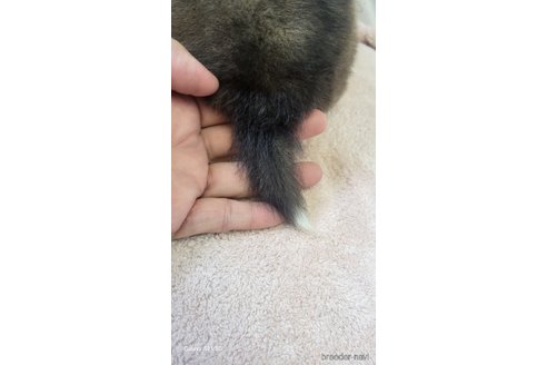 成約済の香川県のシェットランドシープドッグ(シェルティ)-324583の7枚目