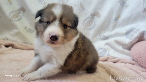 成約済の香川県のシェットランドシープドッグ(シェルティ)-324583の5枚目