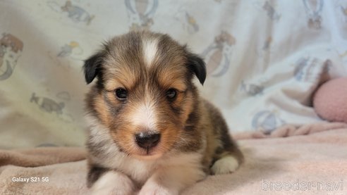 成約済の香川県のシェットランドシープドッグ(シェルティ)-324586の12枚目