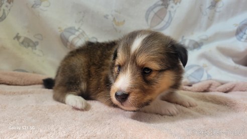 成約済の香川県のシェットランドシープドッグ(シェルティ)-324586の7枚目