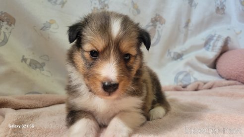 成約済の香川県のシェットランドシープドッグ(シェルティ)-324586の8枚目