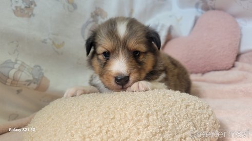 成約済の香川県のシェットランドシープドッグ(シェルティ)-324586の2枚目