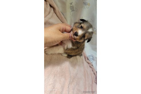 成約済の香川県のシェットランドシープドッグ(シェルティ)-324586の3枚目