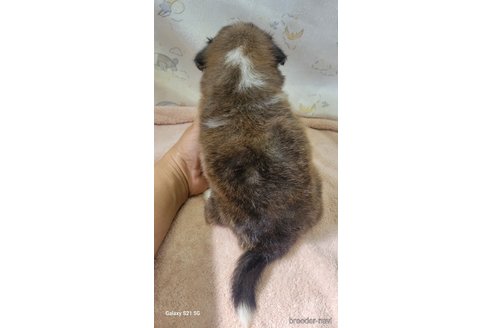 成約済の香川県のシェットランドシープドッグ(シェルティ)-324586の4枚目