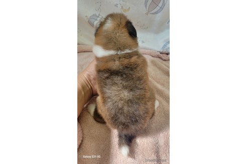 成約済の香川県のシェットランドシープドッグ(シェルティ)-324601の6枚目