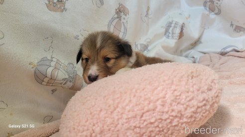成約済の香川県のシェットランドシープドッグ(シェルティ)-324601の4枚目