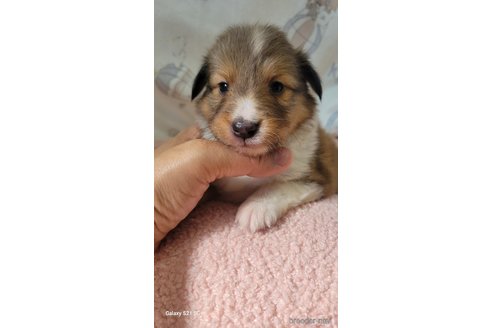 成約済の香川県のシェットランドシープドッグ(シェルティ)-324601の5枚目