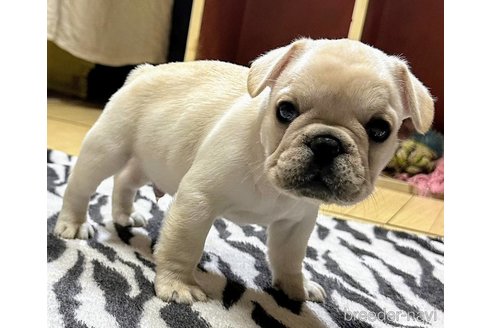 成約済の愛媛県のフレンチブルドッグ-322575の8枚目