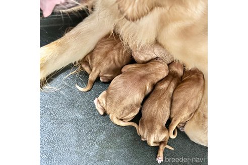 成約済の東京都のミックス犬-324610の1枚目