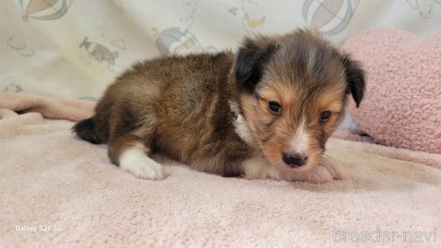 成約済の香川県のシェットランドシープドッグ(シェルティ)-324608の11枚目