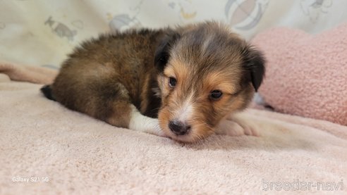 成約済の香川県のシェットランドシープドッグ(シェルティ)-324608の10枚目