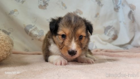 成約済の香川県のシェットランドシープドッグ(シェルティ)-324608の9枚目