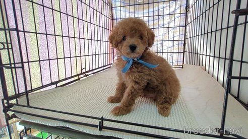 成約済の茨城県のトイプードル-316393の5枚目
