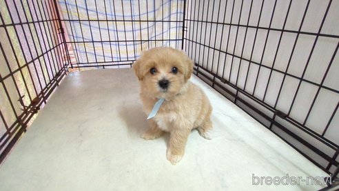 成約済の茨城県のマルプー:マルチーズ×トイプードル-320576の2枚目
