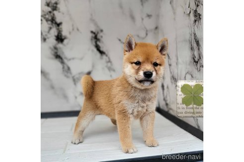 成約済の茨城県の豆柴-322110の1枚目