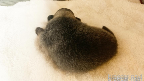 成約済の福岡県のポメラニアン-324629の7枚目
