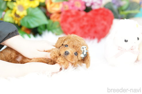 成約済の埼玉県のトイプードル-324633の5枚目