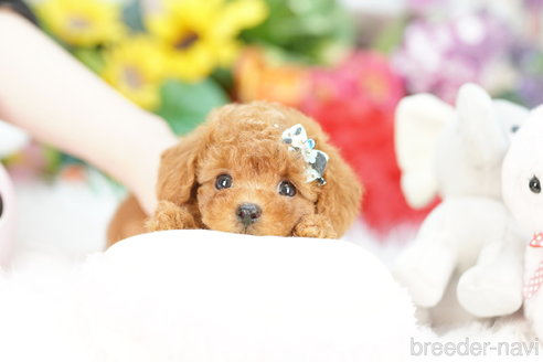 成約済の埼玉県のトイプードル-324633の4枚目